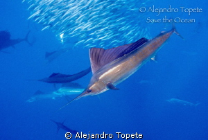 Sail Fish hunting, Isla Mujeres Mexico by Alejandro Topete 